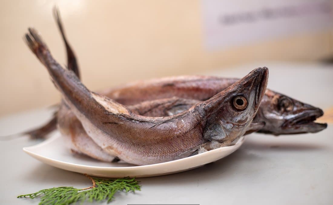 Hake
