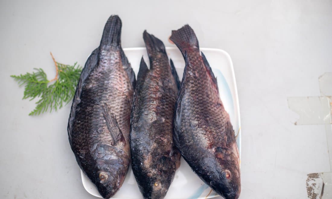 Tilapia